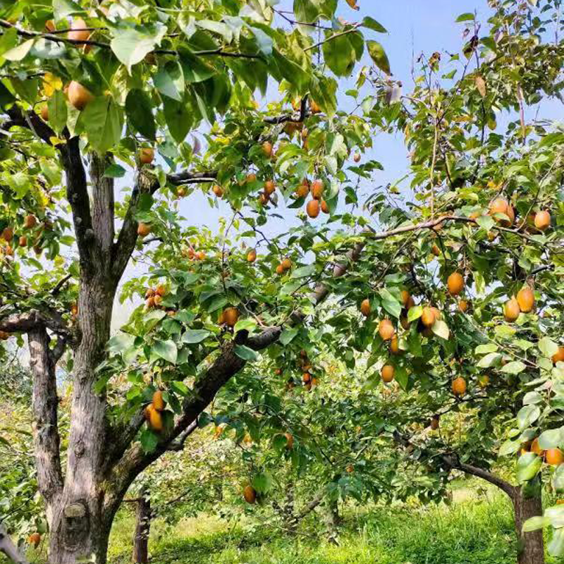 【限时秒杀】【金珠沙梨】皮薄核小 脆甜多汁 肉质细腻 色泽金黄 口感