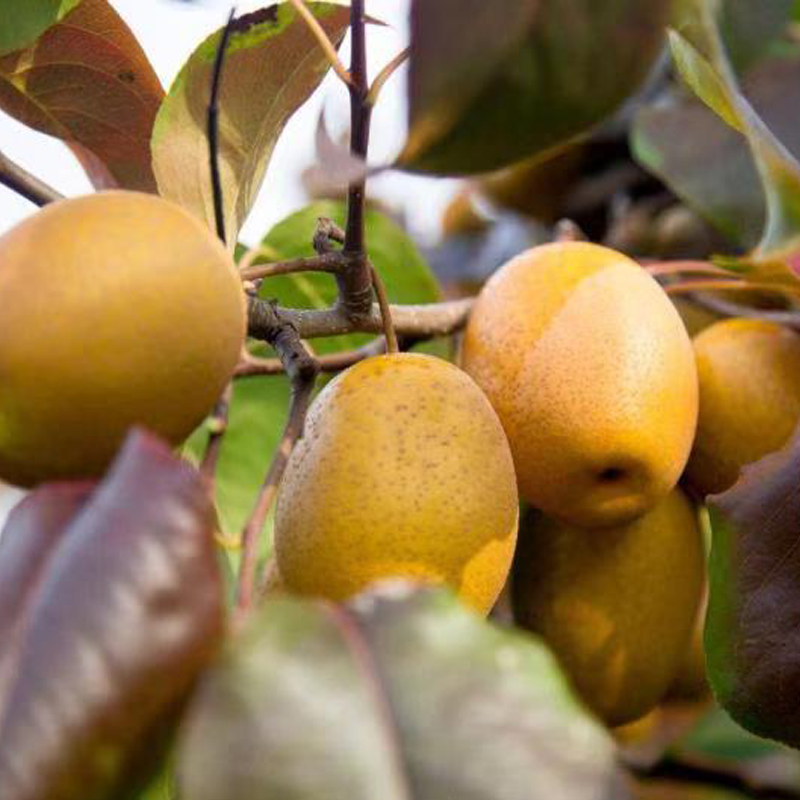 【限时秒杀】【金珠沙梨】皮薄核小 脆甜多汁 肉质细腻 色泽金黄 口感