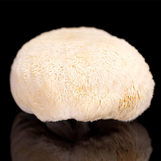 福建古田新鲜猴头菇新鲜猴头菇现采现发2斤顺丰包邮