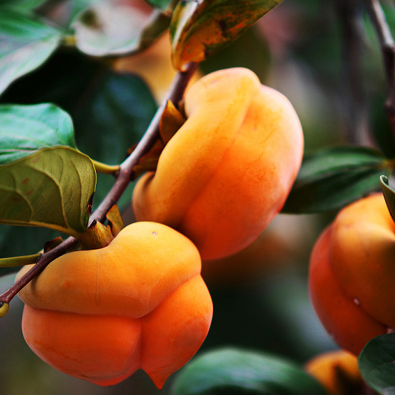 【香甜爆汁,肉厚鲜嫩】狼牙山磨盘大柿子,5斤装,一级大果300g以上,无