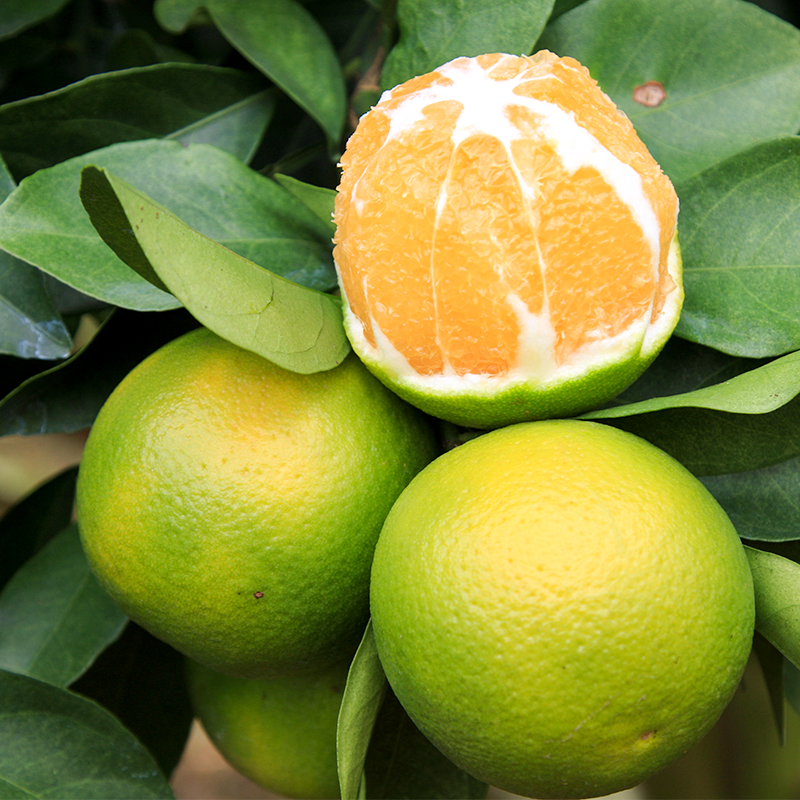 海南 澄迈福橙 产量少 精挑细选 健康美味 爽律适口 果味清香 如糖似