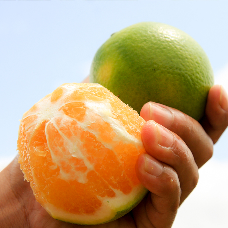 海南 澄迈福橙 产量少 精挑细选 健康美味 爽律适口 果味清香 如糖似