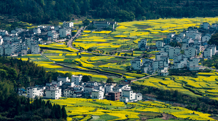 【婺源油菜花】宏村倒影/景德镇人文/徽州古城/歙县春意画廊/油篁 岭