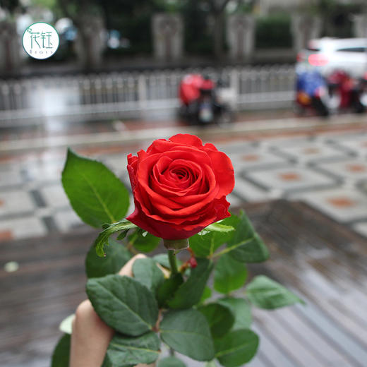 昆明发货昆明国产优质玫瑰摩羯座910支打包会裁剪部分长度全国顺丰