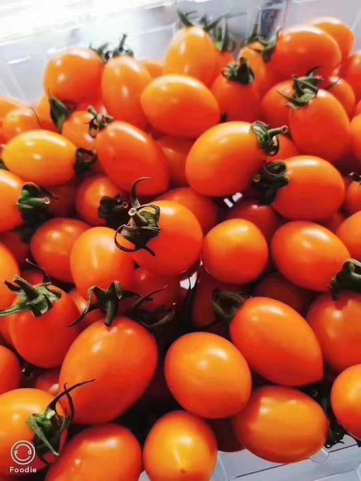 正宗豆豆柿子,也叫黄闺女柿子贼啦,柿子味儿