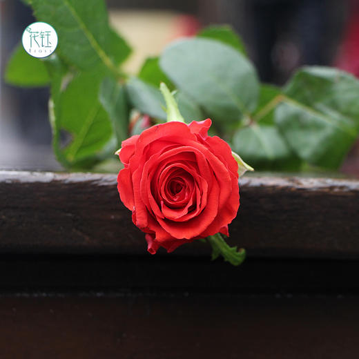 昆明发货昆明国产优质玫瑰摩羯座910支打包会裁剪部分长度全国顺丰