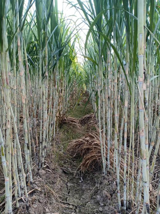 【义乌鲜榨红糖】【五星推荐】【会员专享】古法熬制的义乌青红糖 ，纯正的蔗香，可以多囤的好货 商品图6