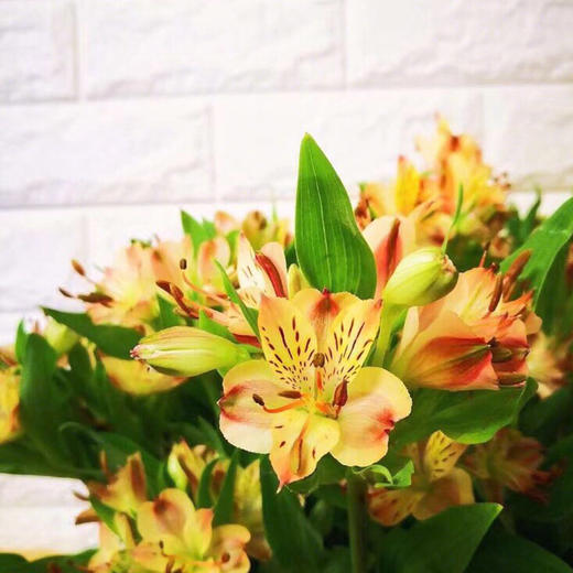 【周四团购】水仙百合一把/29.9元 2人拼团 商品图2