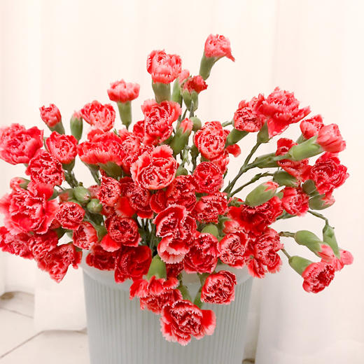 【周四团购】多丁康乃馨一把/29.9元 2人拼团 商品图2