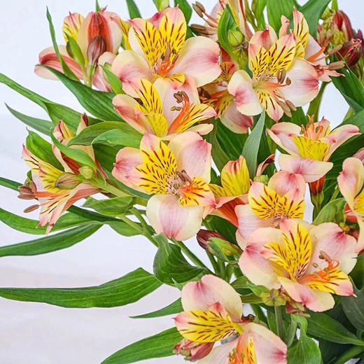 【周四团购】水仙百合一把/29.9元 2人拼团 商品图3