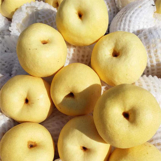 蒲城酥梨 特惠5斤装|国家地理标志产品 爽脆无渣 汁多味甜 皮薄核小