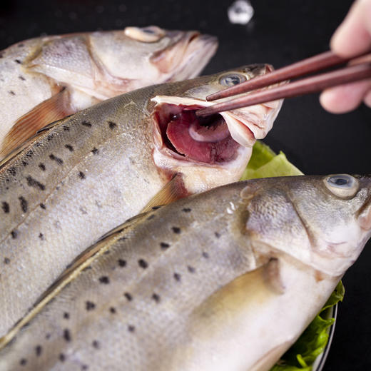 (ysd)新鲜鲈鱼深海鱼1斤