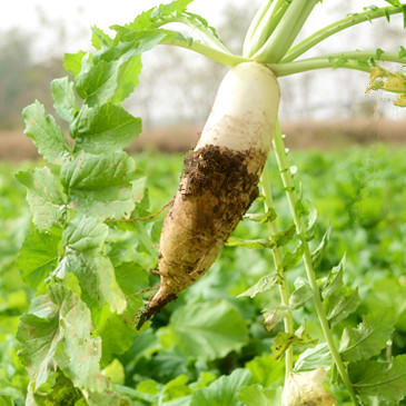 【时令蔬菜】白萝卜 2000g/份 商品图0