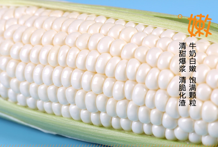 【非转基因】漳州爆浆牛奶水果玉米 冰糖甜玉米 新鲜生吃 净重4斤6-8