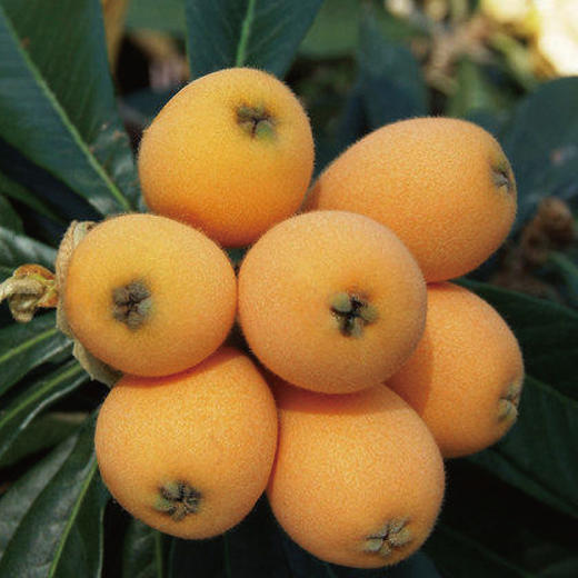 云南蒙自多法勒500g 五星枇杷 超甜枇杷 商品图2