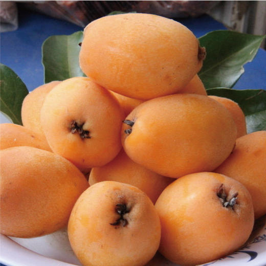 云南蒙自多法勒500g 五星枇杷 超甜枇杷 商品图3