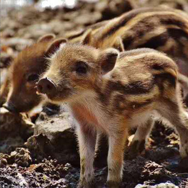 新疆农丰天山野猪肉128元2斤