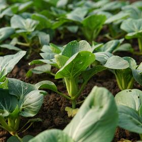 生态苏州青 | 绿家自产* Eco-Chinese cabbage | Self-production
