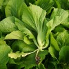 生态水东芥 | 绿家自产 * Eco-mustard | Self-production 商品缩略图0