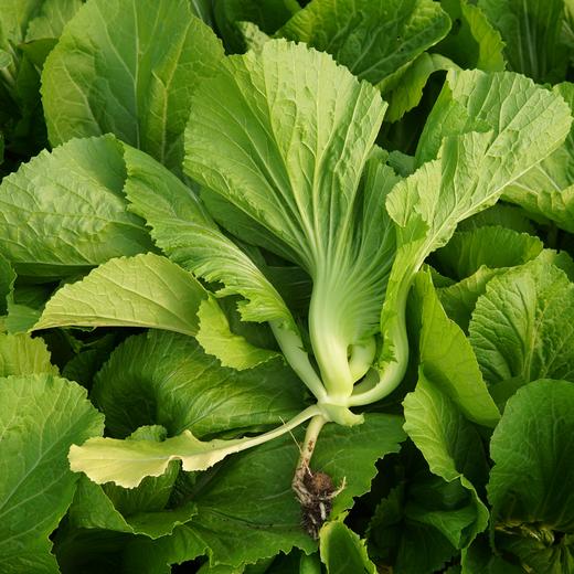 生态水东芥 | 绿家自产 * Eco-mustard | Self-production 商品图0