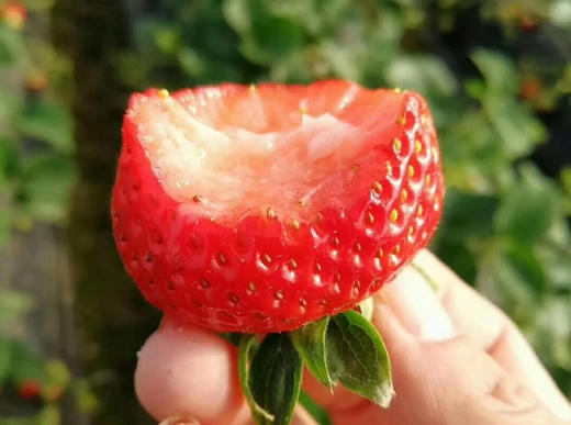 2998款-尊享桐叶年卡大礼包，米、果、杂粮、蛋，一键到家 商品图8