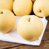 【5斤】条山蜜梨 重约5斤 新鲜多汁 口感香甜 【2日内提货】 商品缩略图3