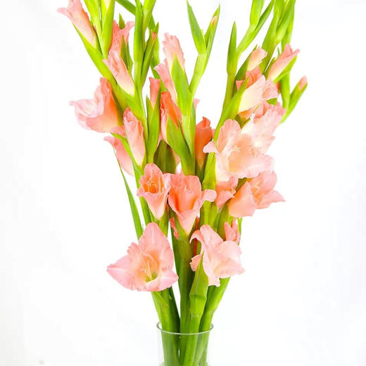 【周四秒杀】粉色剑兰6枝39.8元 商品图2