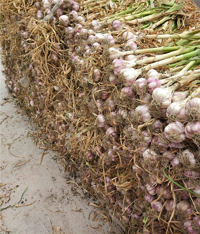 苍山大蒜(推出腊八蒜原材特惠组)