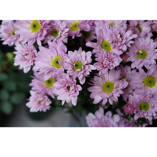 【周四团购】混搭雏菊一把/29.9元 2人拼团 商品图0