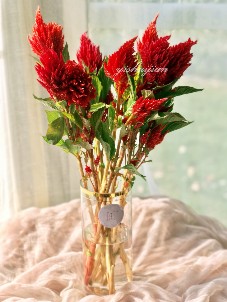 瓶插花||独立勤奋:多头凤尾