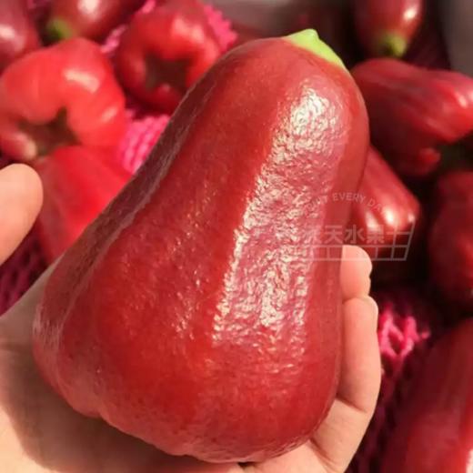 高山芭比莲雾 礼盒装 商品图3