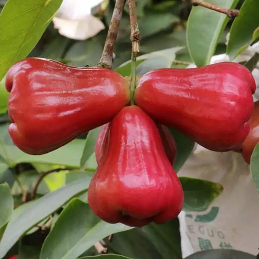 高山芭比莲雾 礼盒装 商品图7