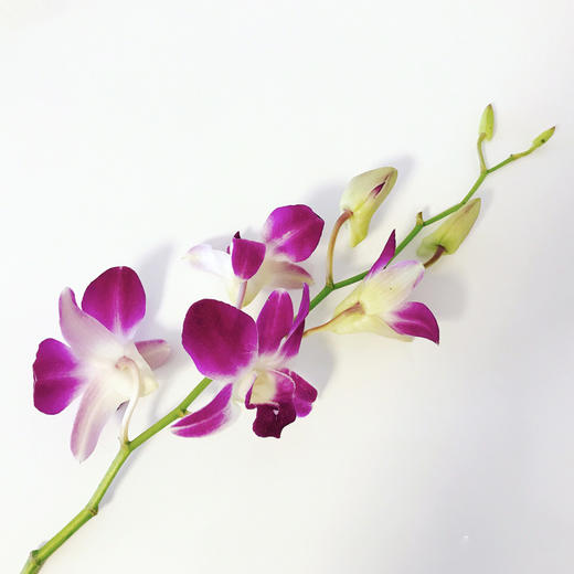 【周四团购】洋兰一份/29.9元 2人拼团 商品图1