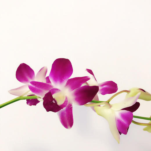 【周四团购】洋兰一份/29.9元 2人拼团 商品图2