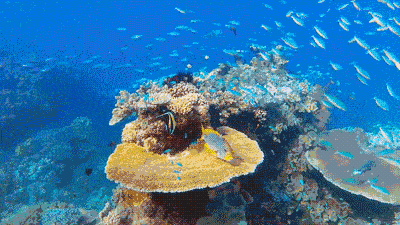 水族馆 不可错过的风景, 简直是 海底的世外桃源, 超多鱼儿在珊瑚海