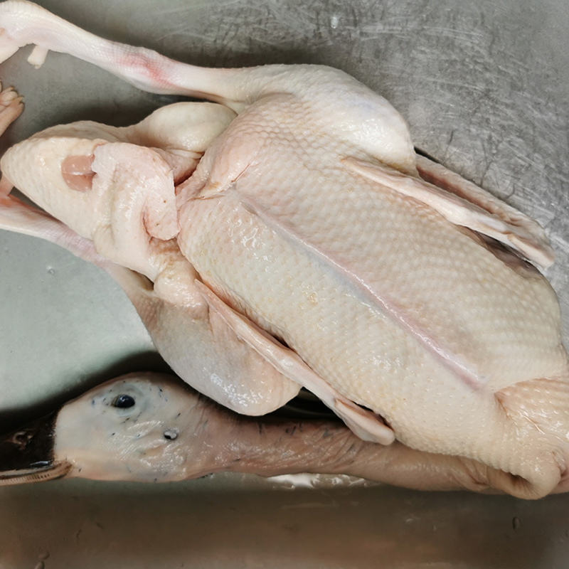 来自江西鄱阳湖的绿头鸭皮薄肉瘦不腥爆炒肉美炖汤汤鲜