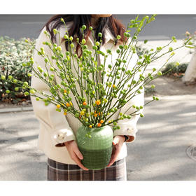 【周四团购】绿珊瑚一份/39.9元 2人拼团