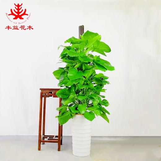 直杆绿萝 - 丰益花木生态商城