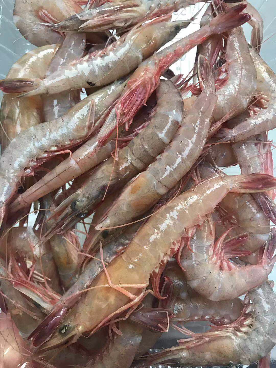 深海金钩虾,补钙最佳,白灼1-2分钟,甜丝丝,一盒半斤约28只