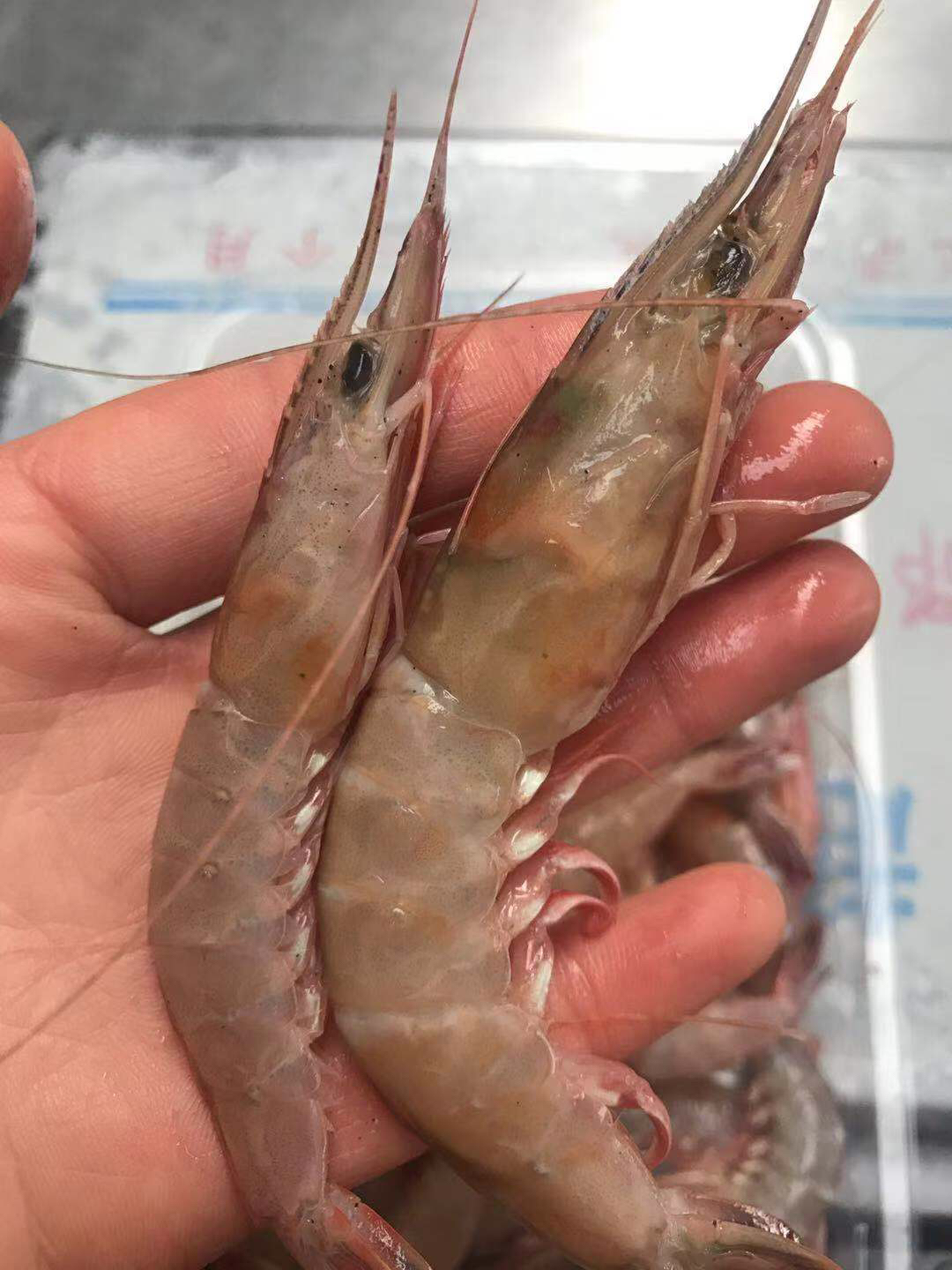 深海金钩虾,补钙最佳,白灼1-2分钟,甜丝丝,一盒半斤约28只