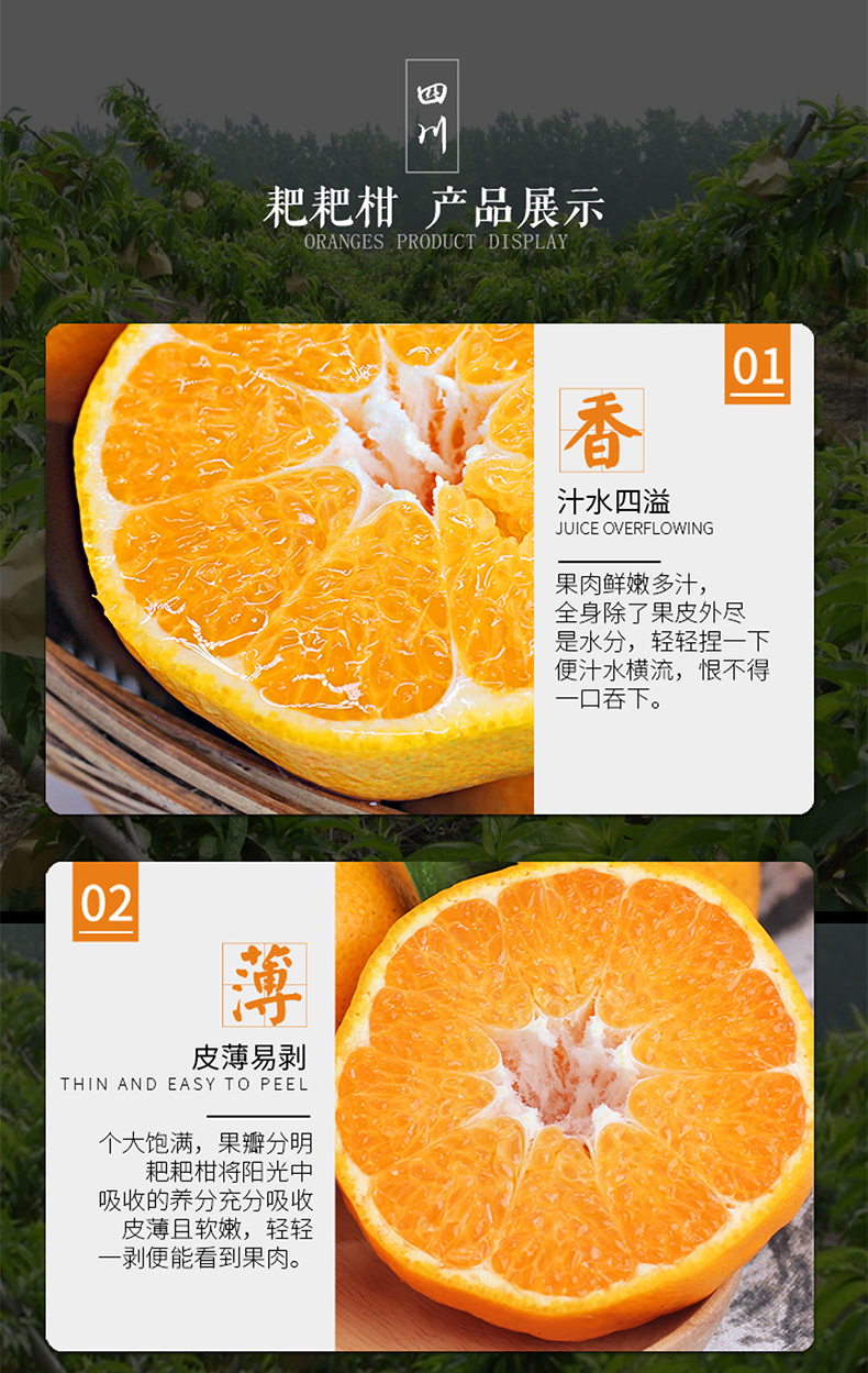 【预售】春见耙耙柑礼盒装5斤 酸甜适口 老少皆宜
