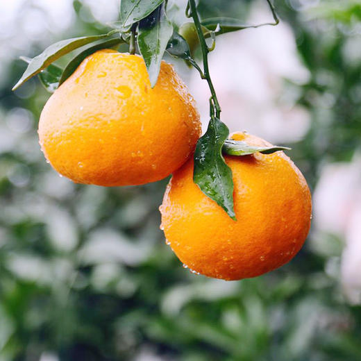 【预售】【送礼佳品】春见耙耙柑柑礼盒装5斤! 酸甜适口 老少皆宜