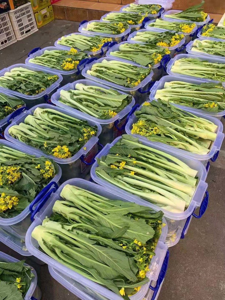 增城迟菜心 1份约6-7斤