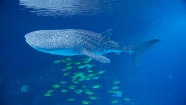 鲸鲨.jpg