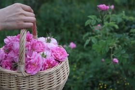 芳疗护肤 皮肤系列课