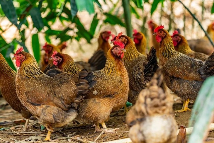 88元抢178元火爆清远第一鸡·全鸡宴4-6人套餐~老街坊私藏潮叹一鸡三