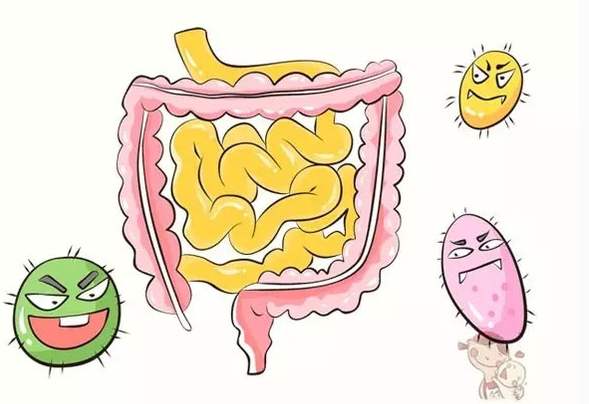 膳食纤维对人体的重要作用