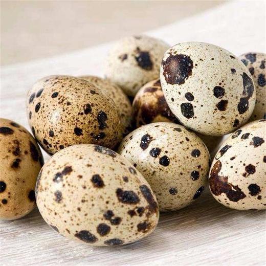 河北 鹌鹑蛋 农家散养 生鲜蛋 生态养殖 蛋黄韧性高 蛋壳坚硬 现捡现