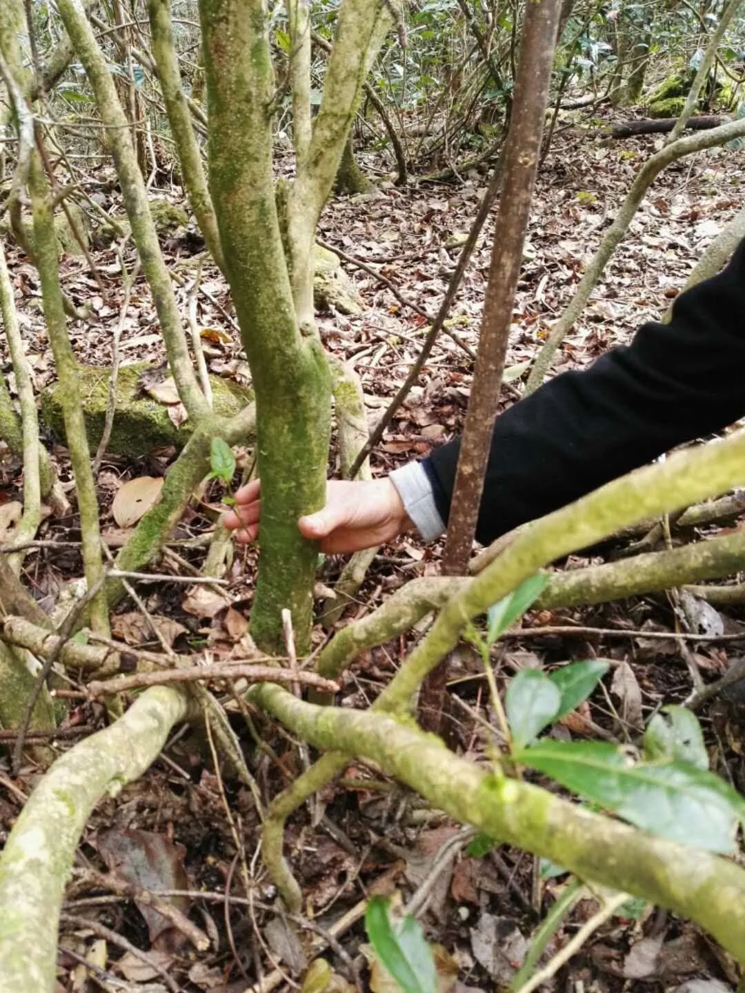 樹上遍佈青苔,樹齡經中國農業科學院茶葉研究所專業人員鑑定, 約為