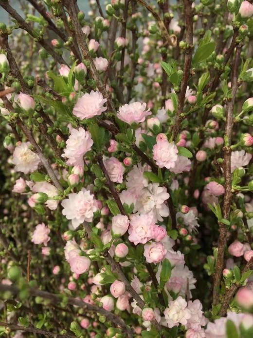 珍珠李,10支左右 - floever鲜花量贩